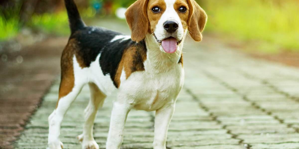 Beagle Puppies: Ready to Bring Joy to Your Home in Delhi