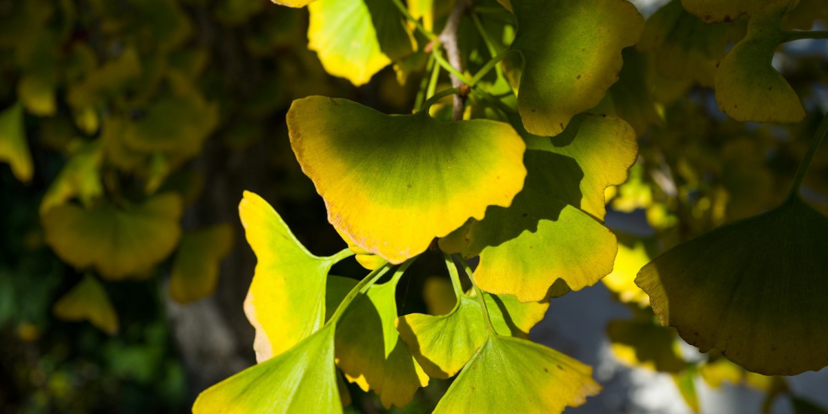 Anwendung von Ginkgo biloba zur Behandlung von Erektionsstörungen