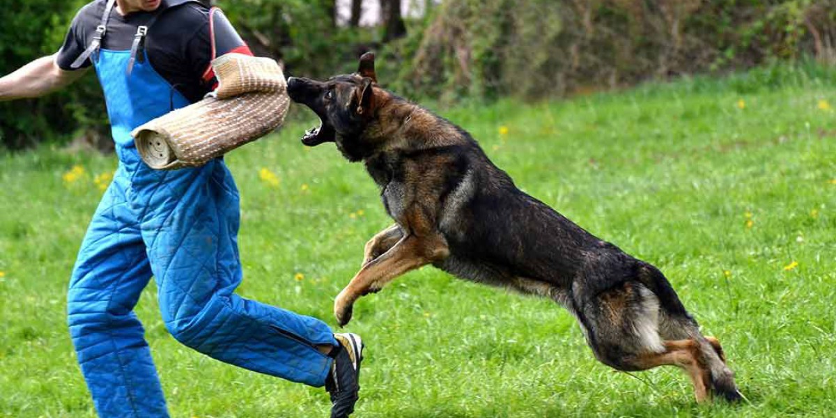 Stay Safe How to Handle Dogs in the Workplace