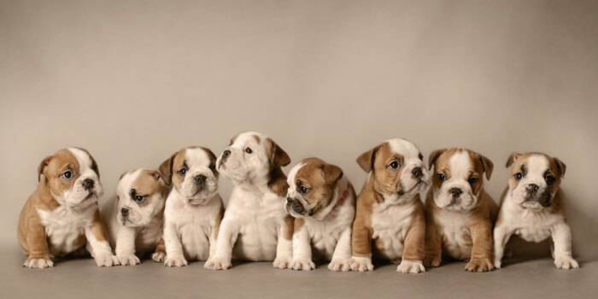 Bulldog Stud Service in North Carolina and English Bulldog Breeders in South Carolina