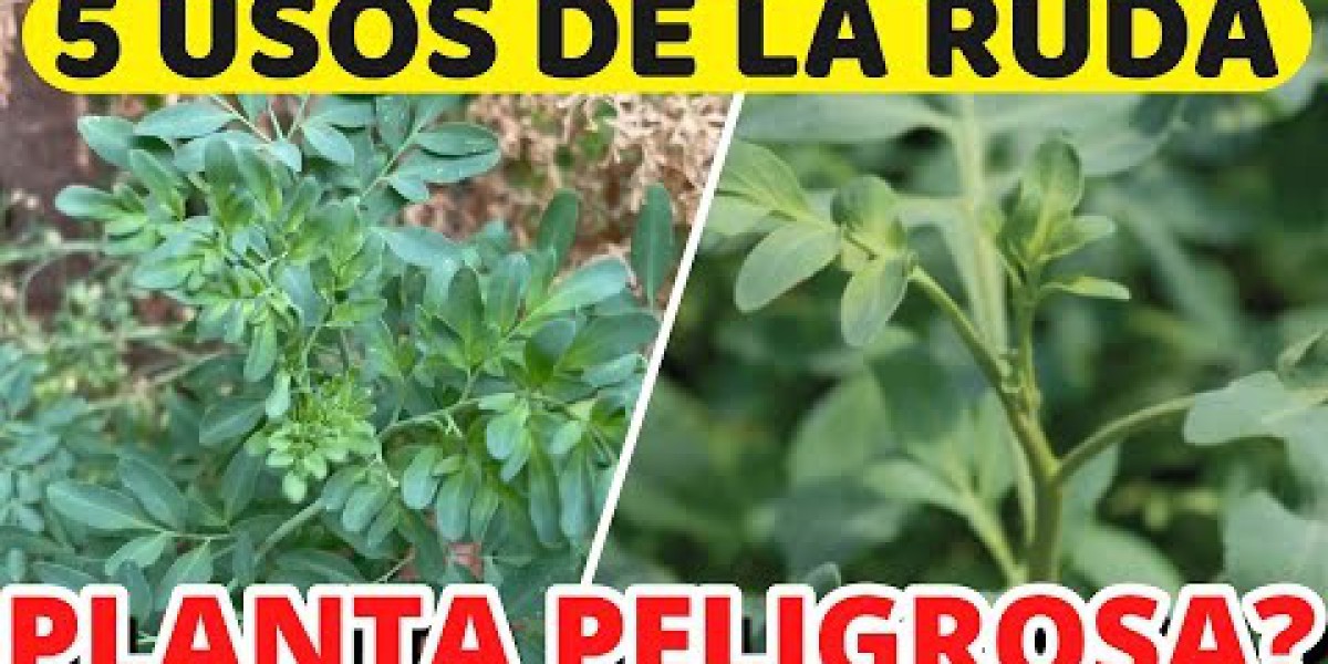 Ruda: Descubre Sus Poderes Curativos y Beneficios Esenciales para Tu Salud