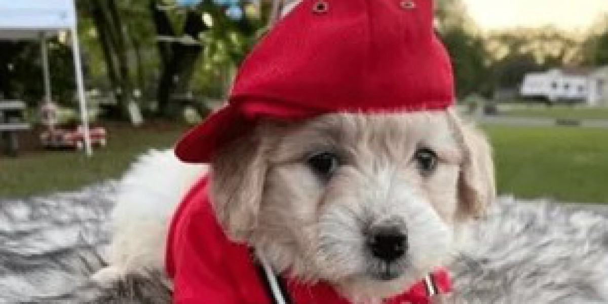 Goldendoodle Puppies for Sale in Sarasota: Your Ultimate Guide