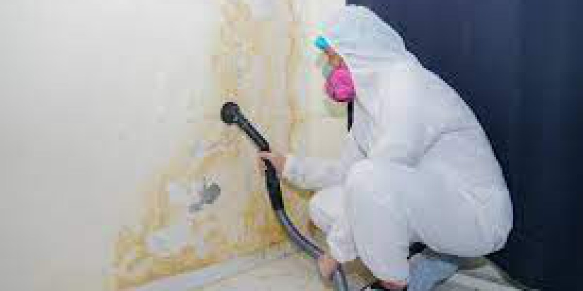 Common Mistakes in DIY Mold Remediation and Repair