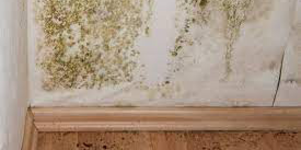 Common Mistakes in DIY Mold Remediation and Repair