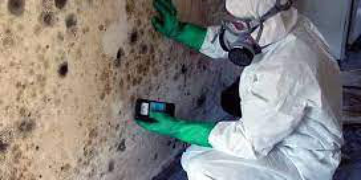 Common Mistakes in DIY Mold Remediation and Repair